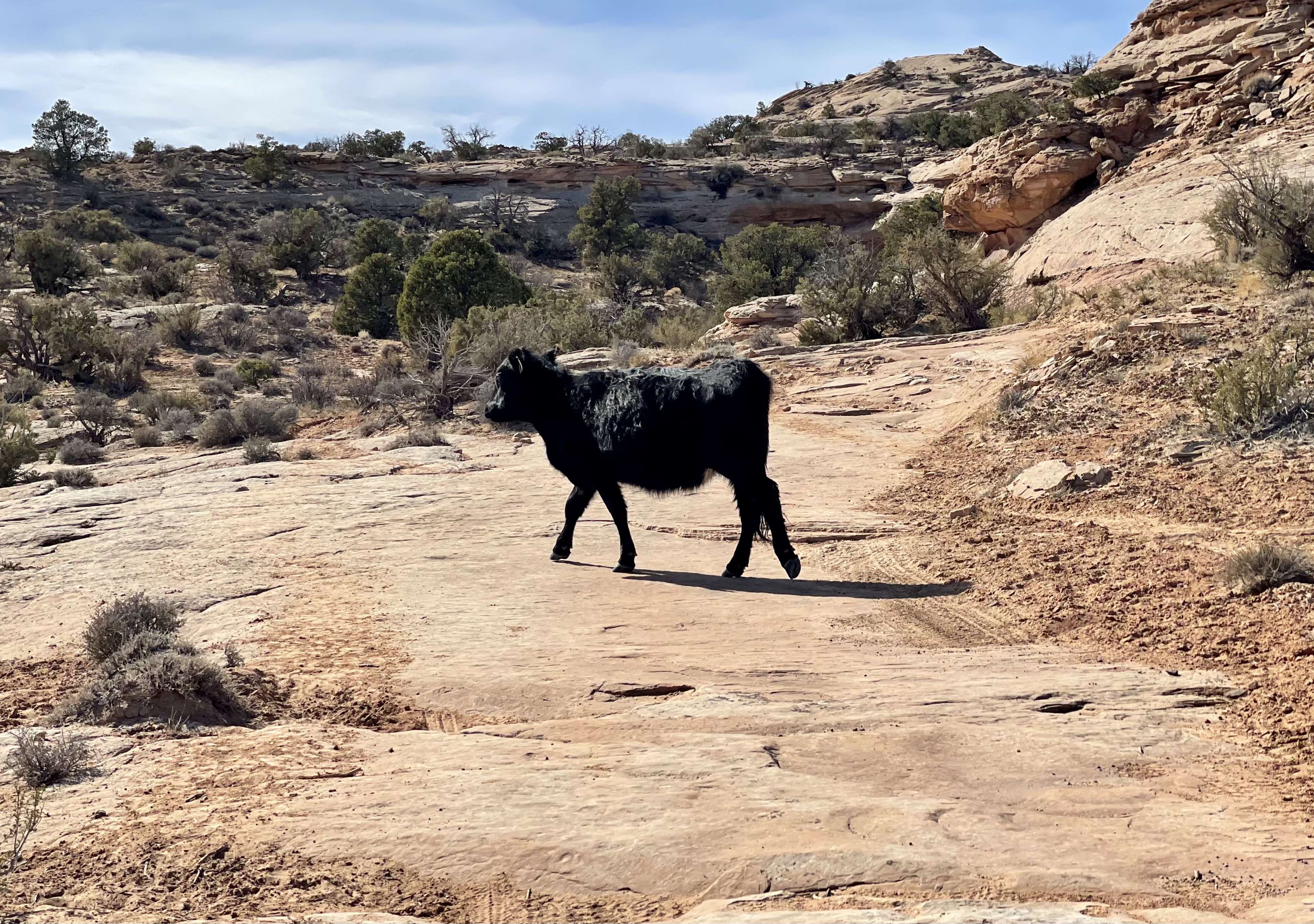 An off-road trail crosses the path of a cow wandering the area