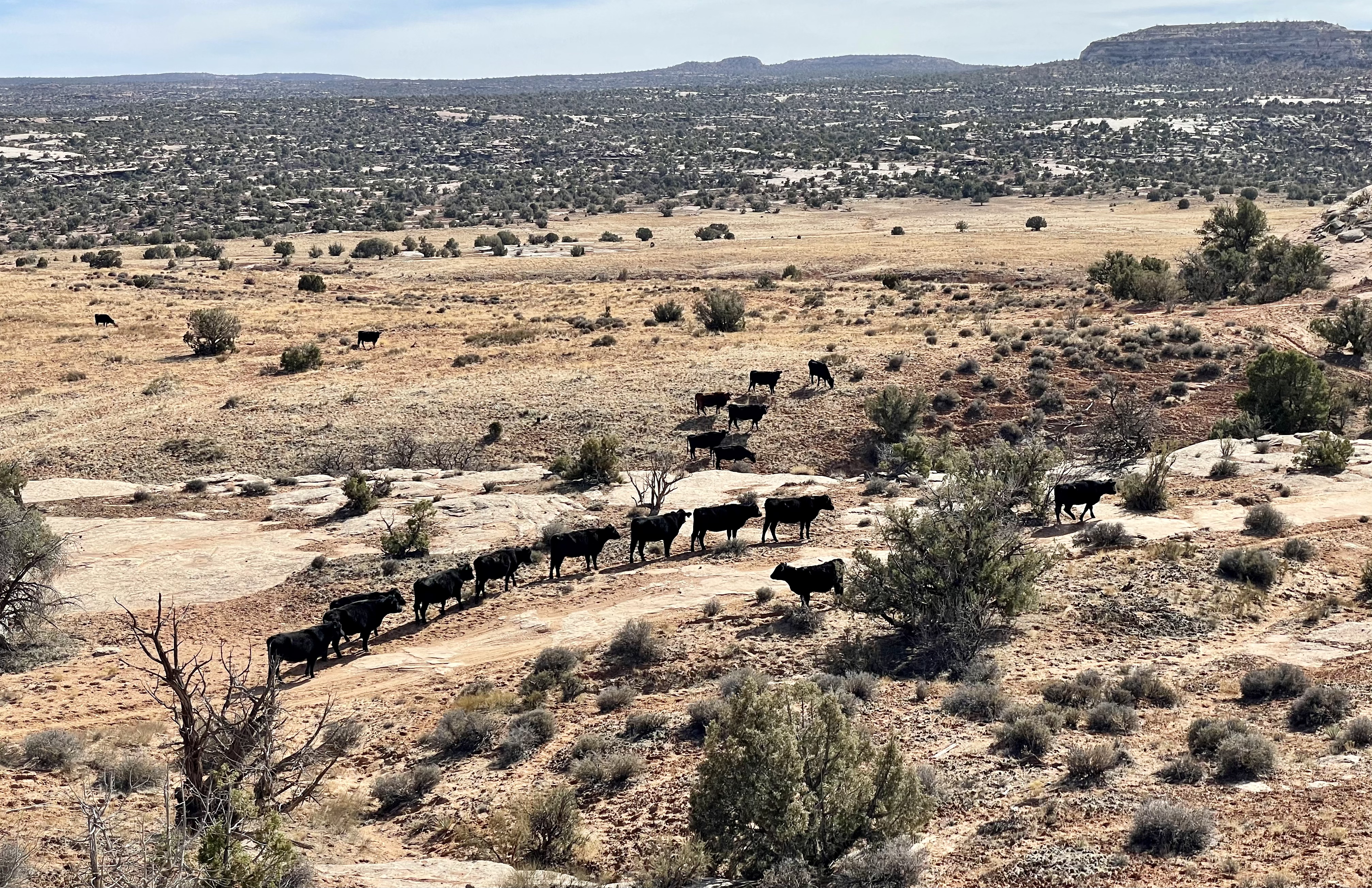 A traffic jam of cows stares blankly at the head of the line, which inexplicably has stopped in its tracks