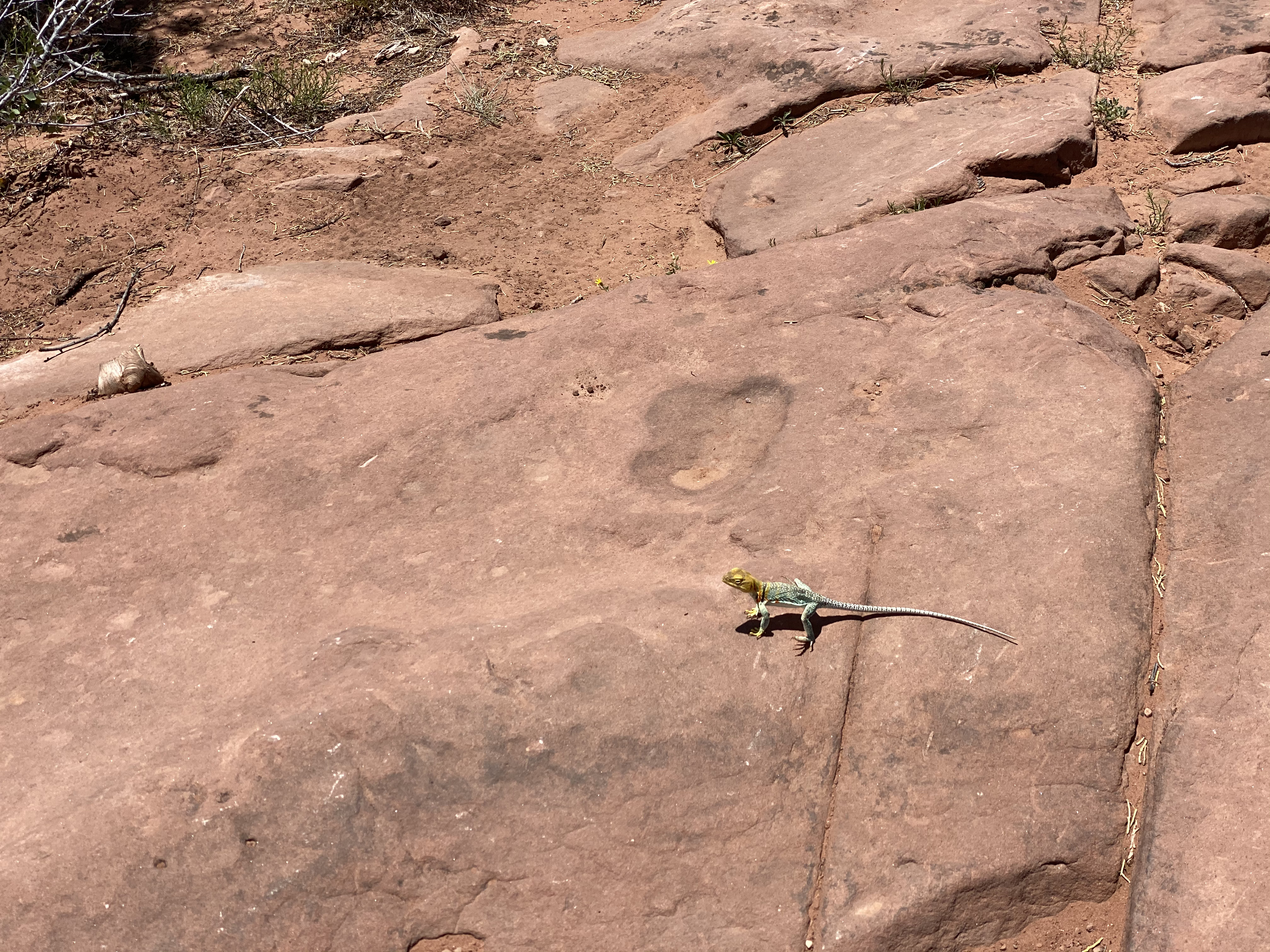 a green and yellow lizard sits on red rock